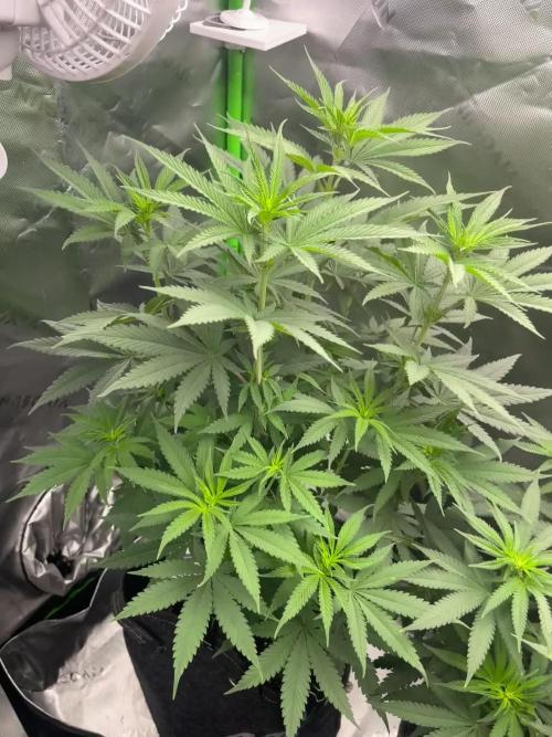 FB420 Rainbow Melon 🌈 🍈