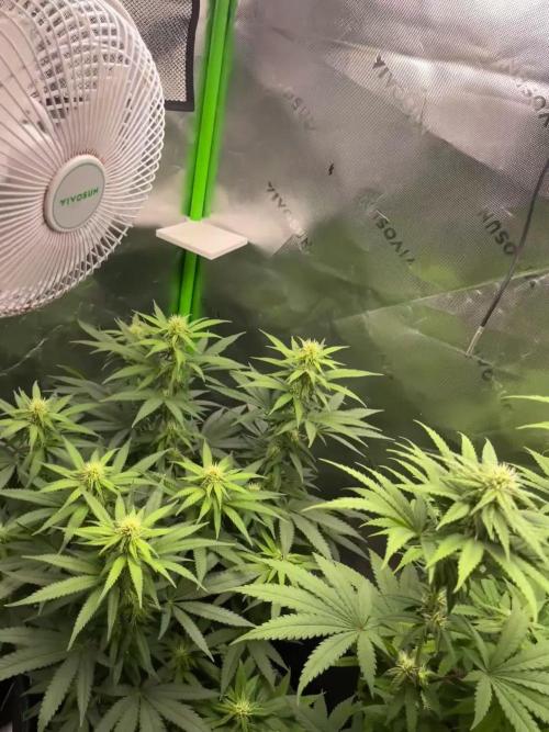 Chill Out OG F4