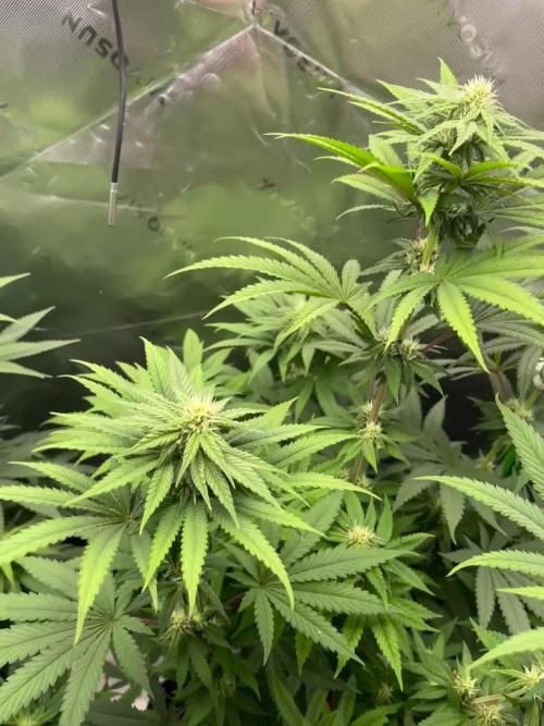 FB420 Rainbow Melon 🌈 🍈