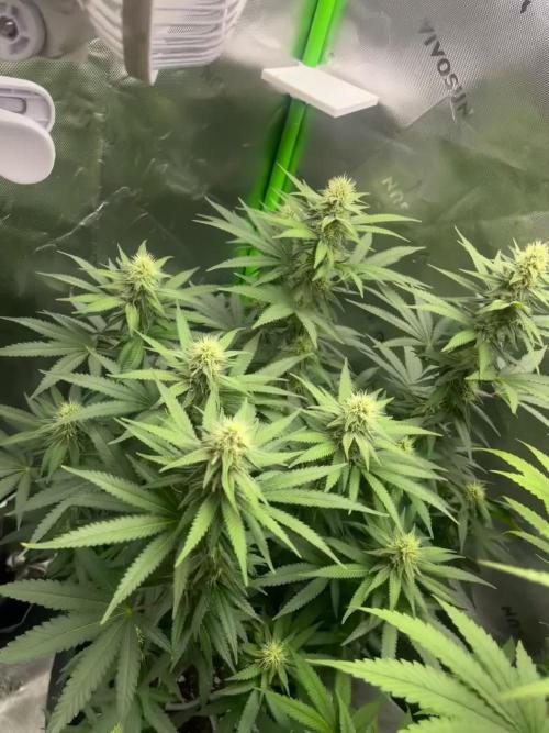 Chill Out OG F4
