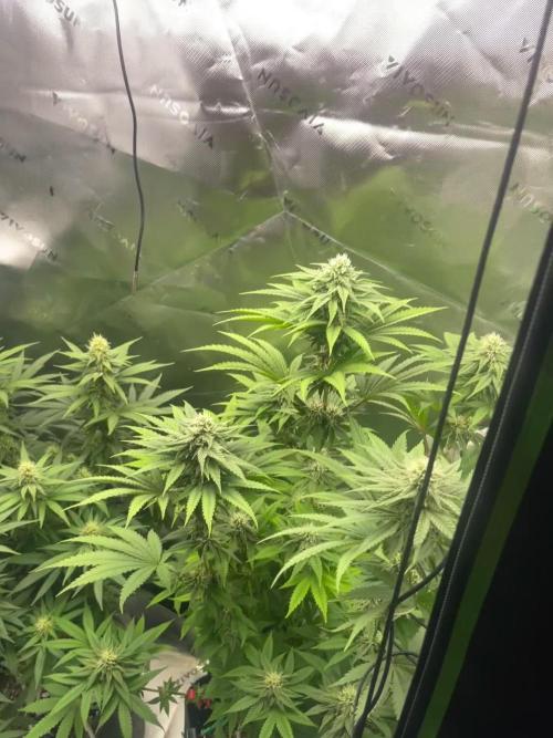 FB420 Rainbow Melon 🌈 🍈