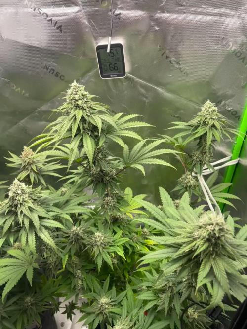 FB420 Rainbow Melon 🌈 🍈