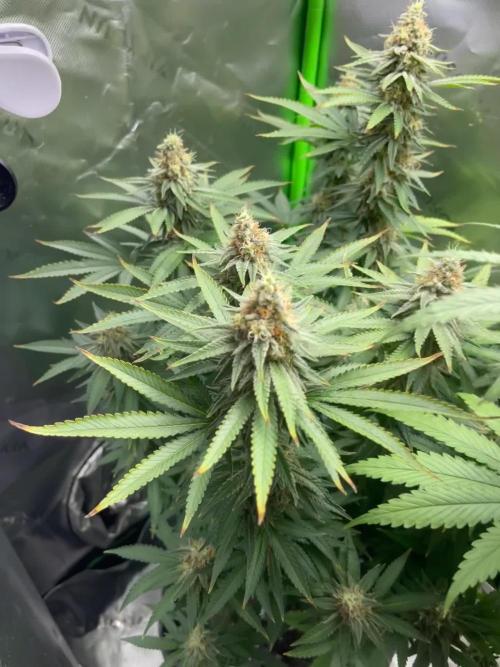 Chill Out OG F4