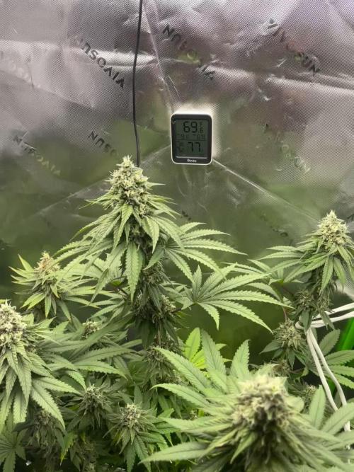 FB420 Rainbow Melon 🌈 🍈