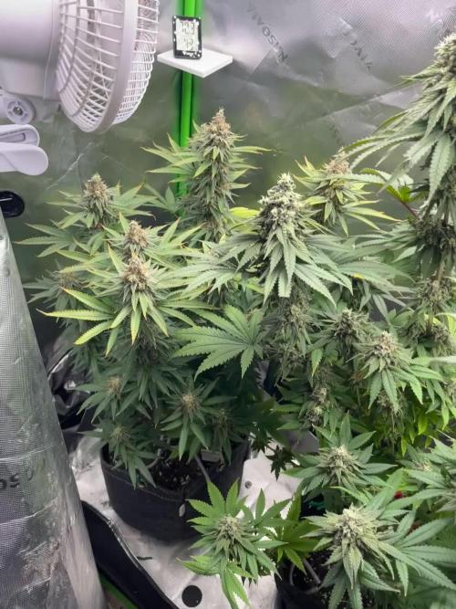 Chill Out OG F4