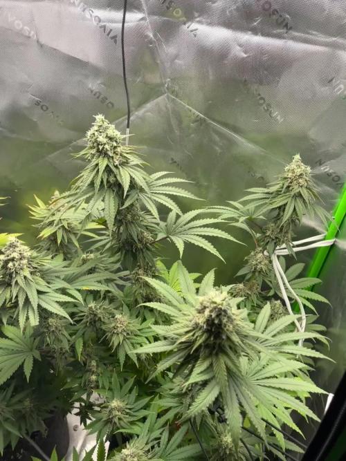 FB420 Rainbow Melon 🌈 🍈