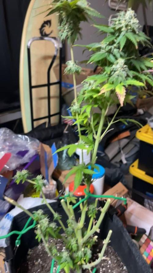 FB420 Rainbow Melon 🌈 🍈