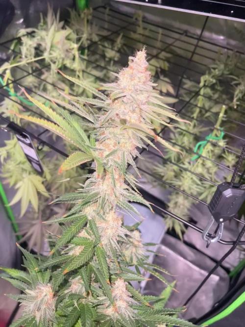 Chill Out OG F4