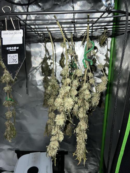 Chill Out OG F4. Week 16