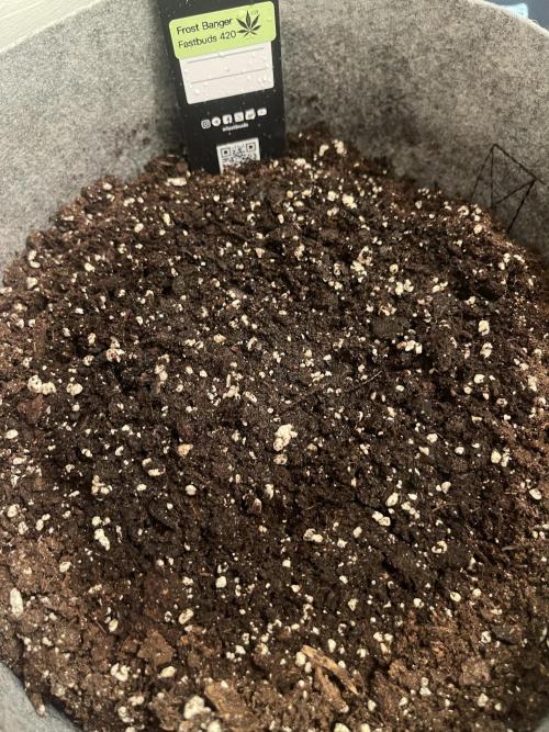 Frostbanger Winter Grow. Week 0