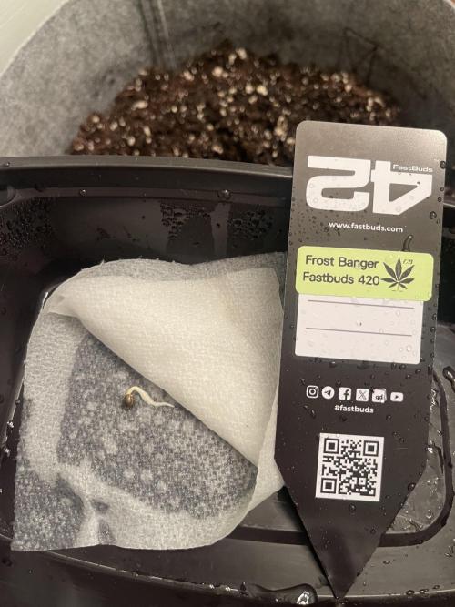 Frostbanger Winter Grow. Week 0