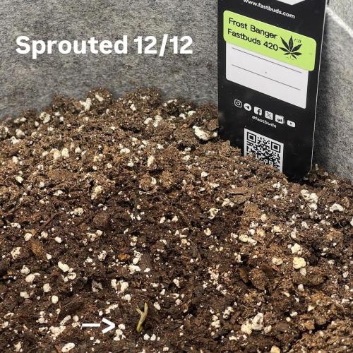 Frostbanger Winter Grow. Week 0