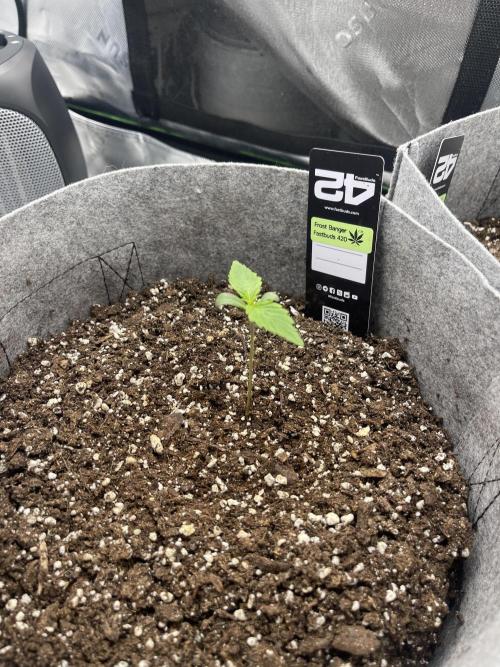 Frostbanger Winter Grow. Week 0