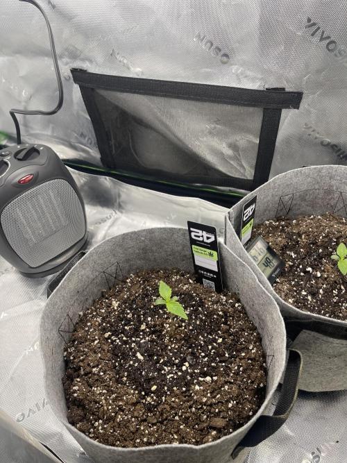 Frostbanger Winter Grow. Week 1