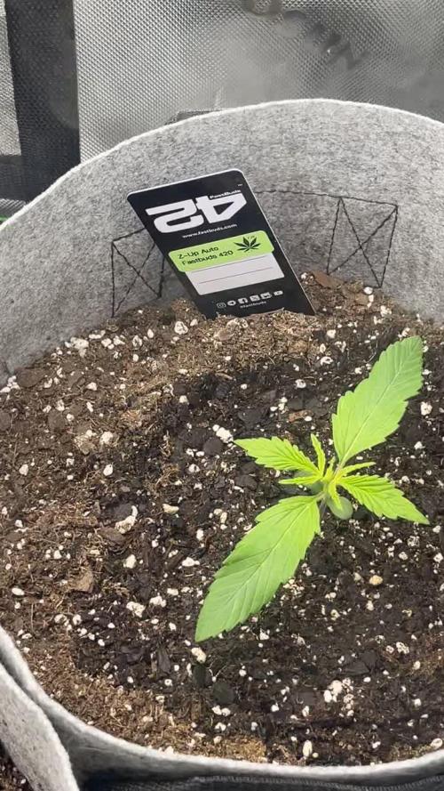 Frostbanger Winter Grow