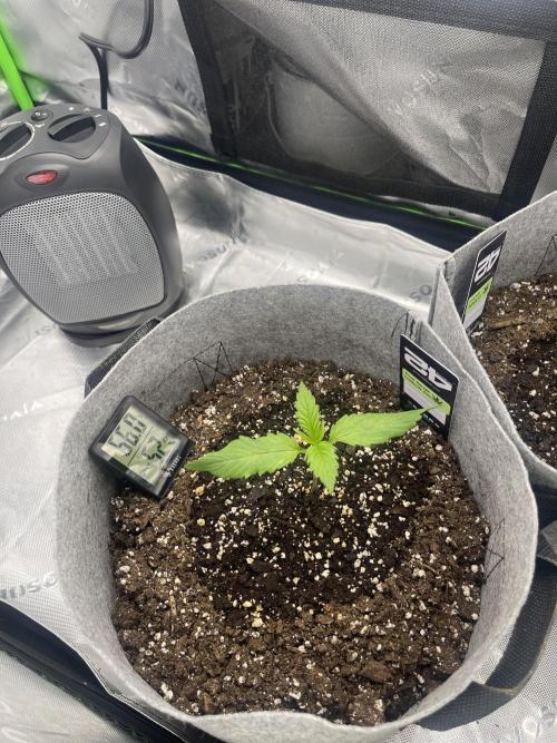 Frostbanger Winter Grow. Week 1