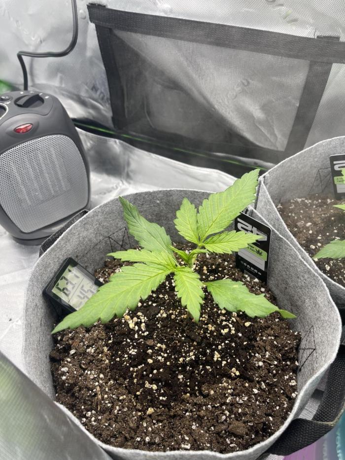 Frostbanger Winter Grow. Week 2