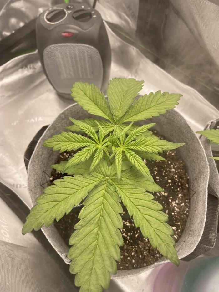 Frostbanger Winter Grow. Week 3