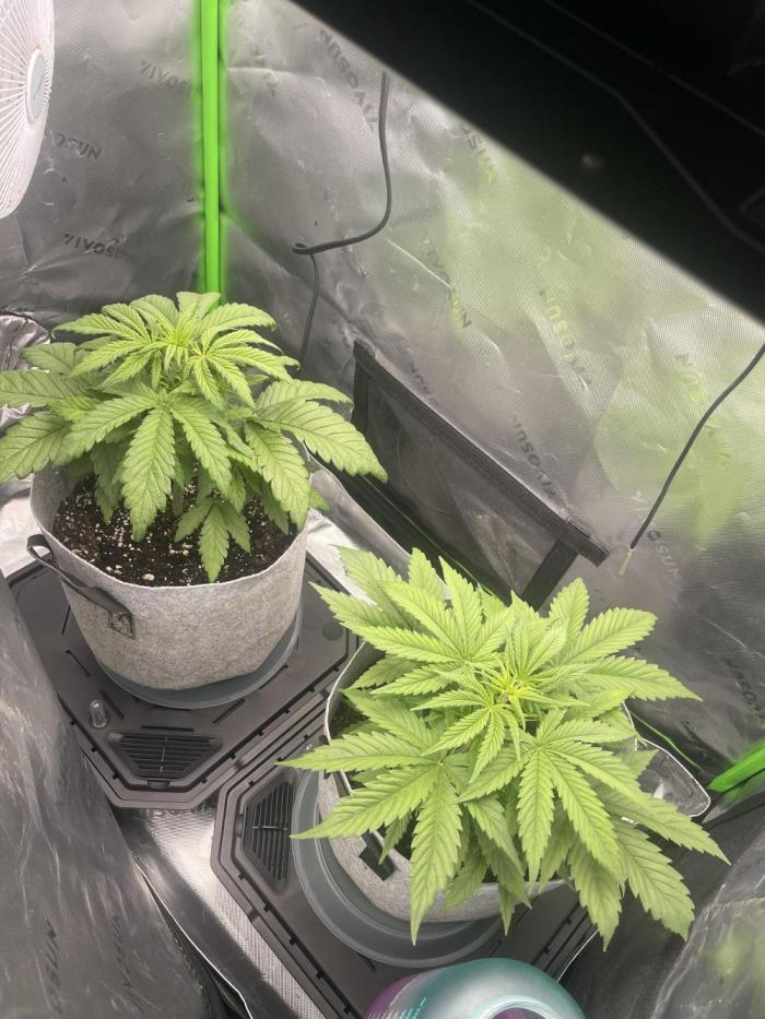 Frostbanger Winter Grow. Week 4 - Frost Banger on left 
Z-Up on the right 