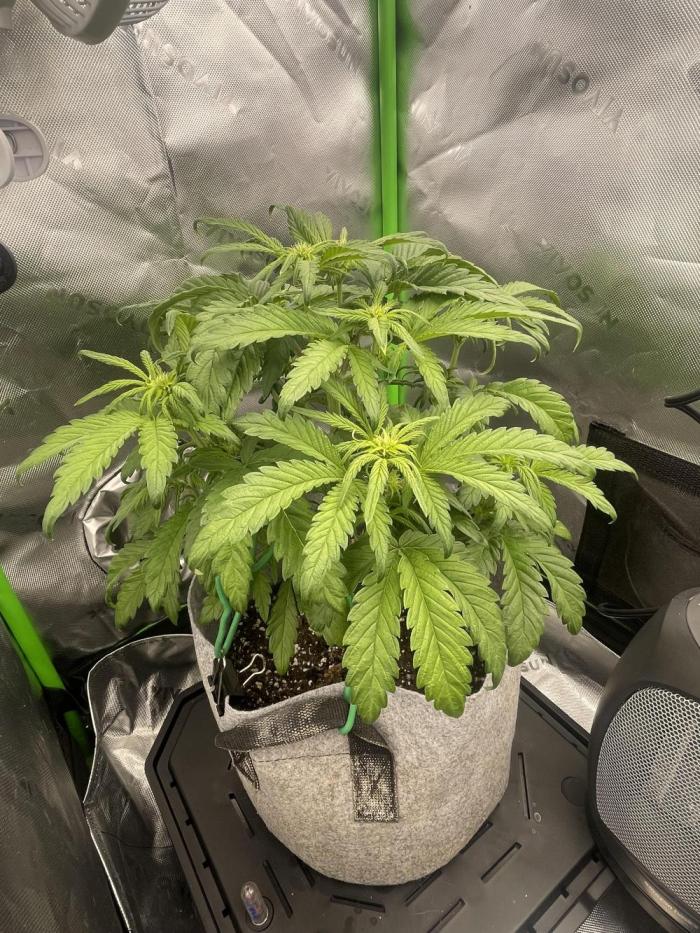 Frostbanger Winter Grow. Week 5