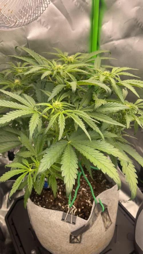 Frostbanger Winter Grow