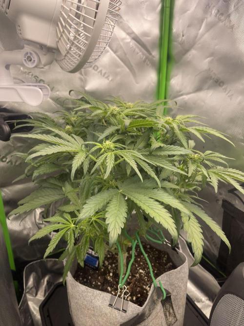 Frostbanger Winter Grow. Week 6