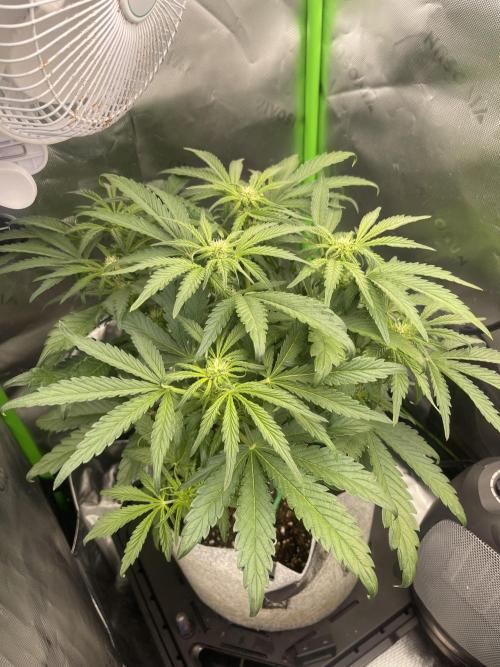 Frostbanger Winter Grow. Week 6