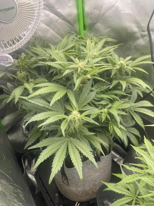 Frostbanger Winter Grow. Week 7