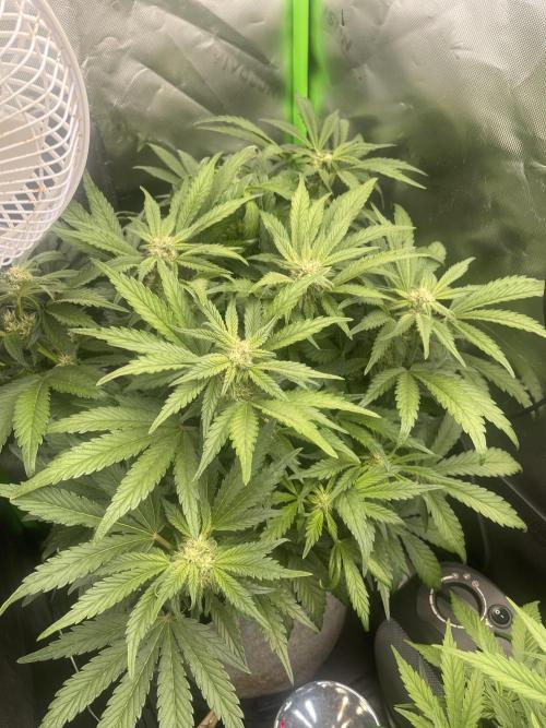 Frostbanger Winter Grow. Week 7