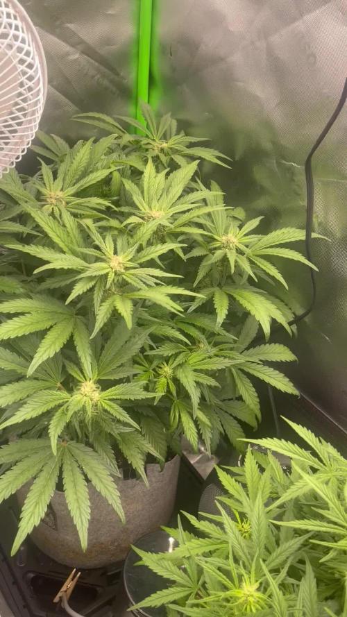 Frostbanger Winter Grow