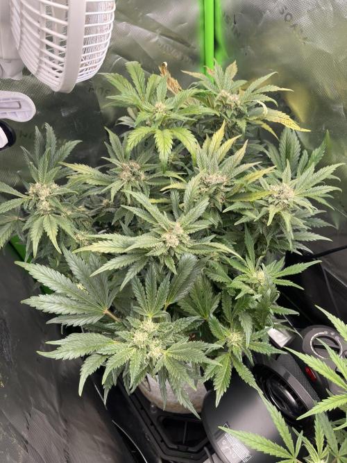 Frostbanger Winter Grow. Week 8