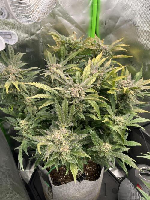 Frostbanger Winter Grow. Week 9