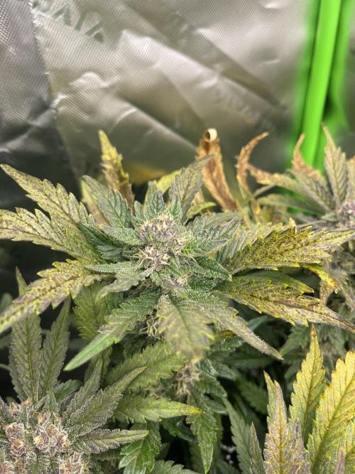 Frostbanger Winter Grow. Week 9