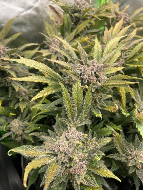Frostbanger Winter Grow. Week 10