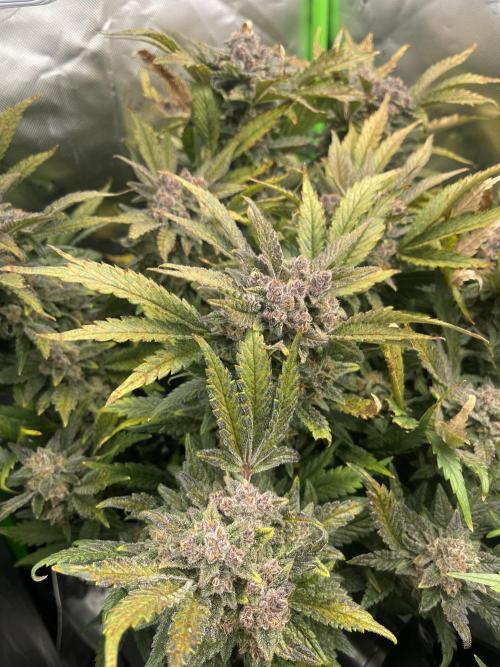Frostbanger Winter Grow. Week 10