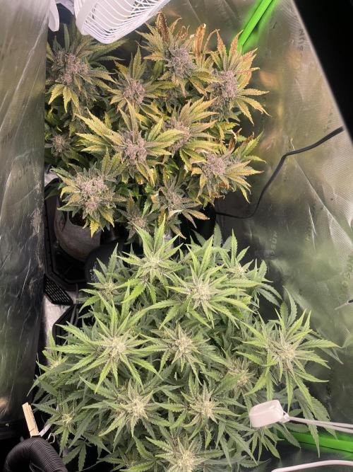 Frostbanger Winter Grow. Week 10