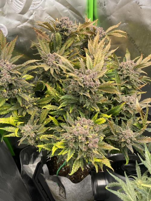 Frostbanger Winter Grow. Week 11