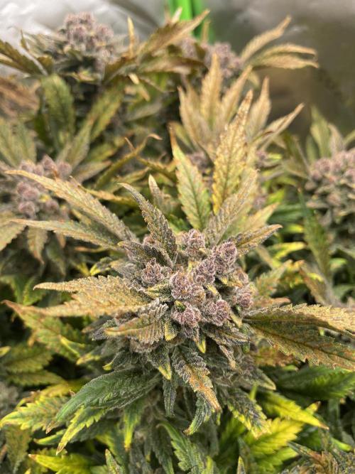 Frostbanger Winter Grow. Week 11