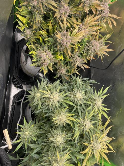 Frostbanger Winter Grow. Week 11