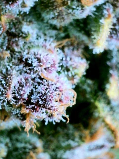 Frostbanger Winter Grow. Week 11