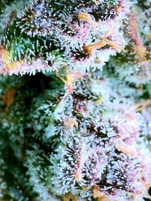 Fast Buds - Frostbanger Auto door GingerGarageGrow420