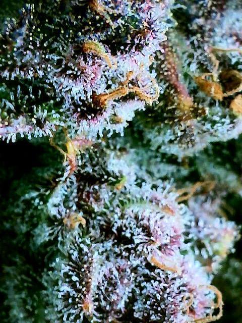 Frostbanger Winter Grow. Week 11