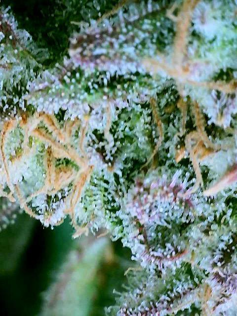 Frostbanger Winter Grow. Week 14