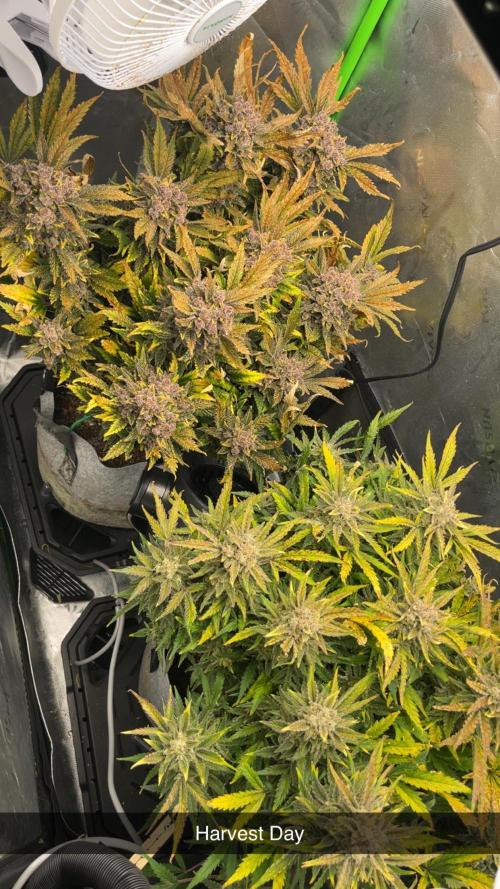 Frostbanger Winter Grow. Week 14