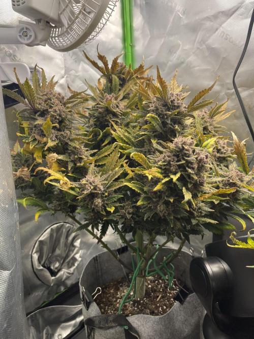 Frostbanger Winter Grow. Week 14
