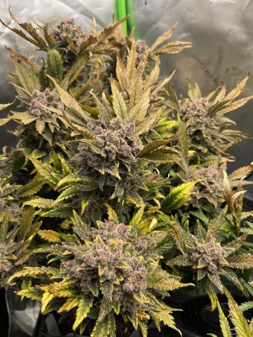 Frostbanger Winter Grow. Week 14