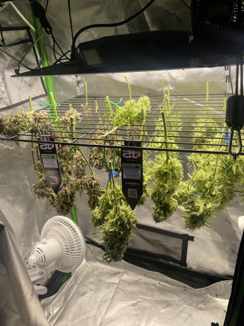 Frostbanger Winter Grow. Week 15