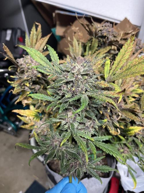 Frostbanger Winter Grow. Week 15