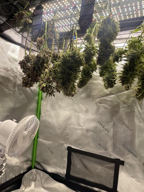 Frostbanger Winter Grow. Week 15