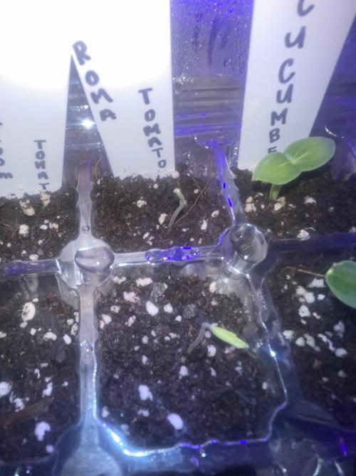 Veggie Run!. Week 1